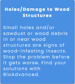 Holes/Damage to Wood Structures