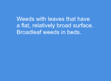 Broadleaf Weeds in Beds