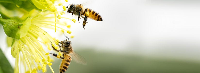 protect the bees, insecticide safe for bees, pesticide safe for bees, insect friendly pesticide