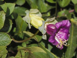 Cup and Saucer Vine