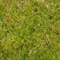 Bent Grass