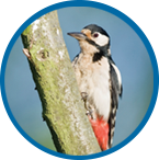 increased woodpecker activity